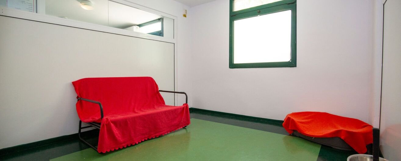 Ringstar-Premium-caine-2_R-1315×530