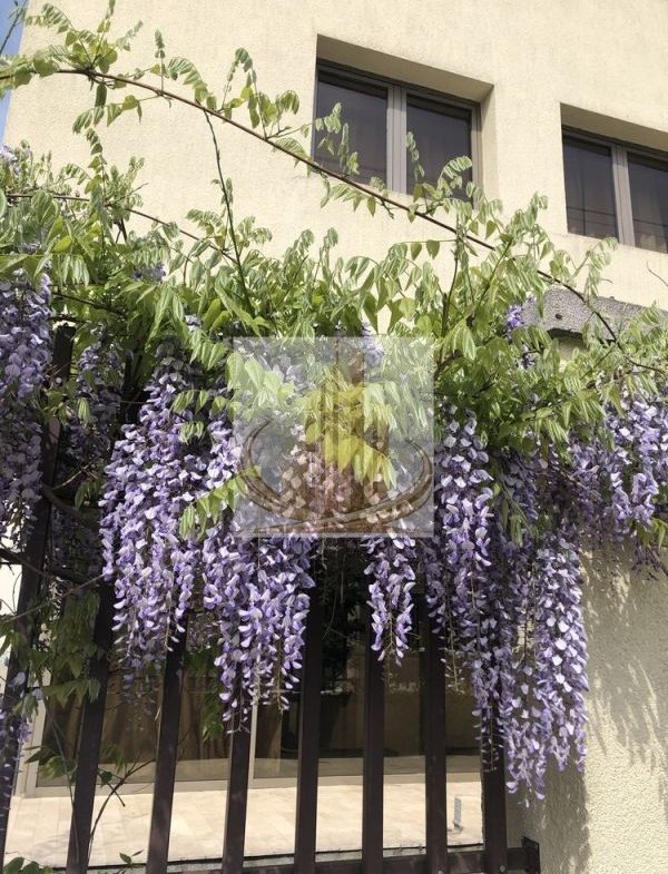 Vilă spectaculoasă în zona Brâncoveanu | 270 mp | Garaj| Curte proprie